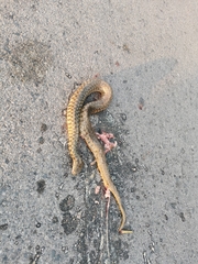 Fowlea flavipunctata