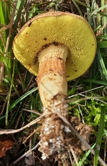 Xerocomus ferrugineus