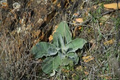 Verbascum pulverulentum