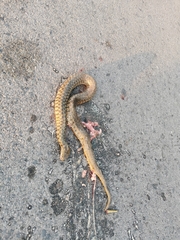 Fowlea flavipunctata