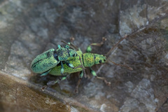 Phyllobius argentatus