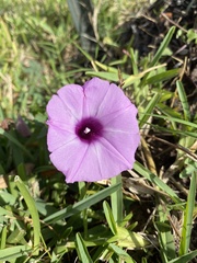 Ipomoea sagittata