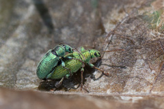 Phyllobius argentatus