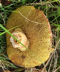 Xerocomus ferrugineus
