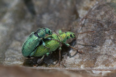Phyllobius argentatus