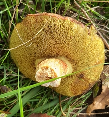 Xerocomus ferrugineus