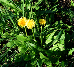 Taraxacum officinale