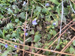 Torenia