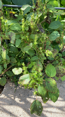 Acalypha ostryifolia