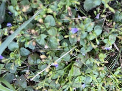 Torenia