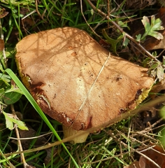 Xerocomus ferrugineus