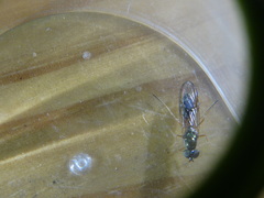 Sarginae