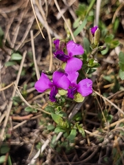 Polygala amatymbica