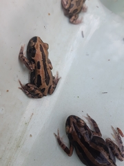 Kassina senegalensis