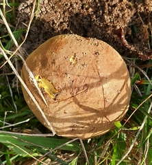 Xerocomus ferrugineus