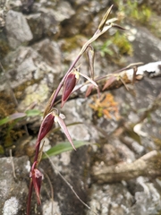 Bulbophyllum purpureofuscum