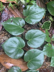 Piper baccatum
