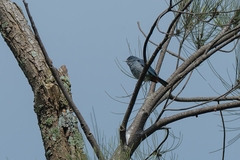 Conirostrum speciosum