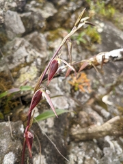 Bulbophyllum purpureofuscum