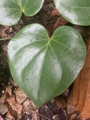 Piper baccatum