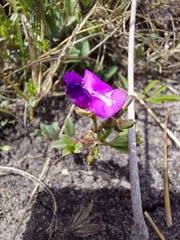 Polygala amatymbica