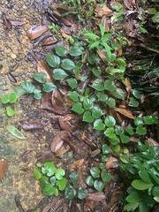 Piper baccatum