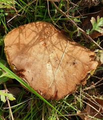 Xerocomus ferrugineus