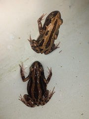 Kassina senegalensis