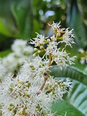 Miconia prasina