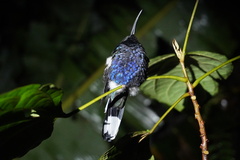 Campylopterus hemileucurus