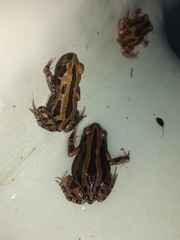 Kassina senegalensis