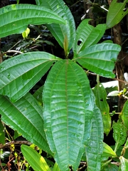 Miconia prasina