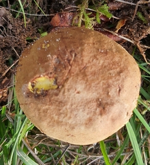 Xerocomus ferrugineus