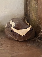 Dendropsophus elegans