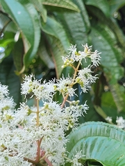 Miconia prasina