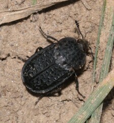 Thanatophilus rugosus