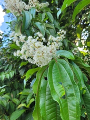 Miconia prasina
