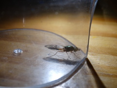 Sarginae
