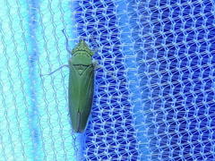 Draeculacephala inscripta