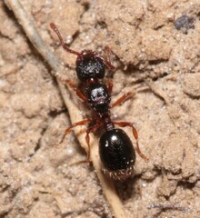 Myrmecina graminicola