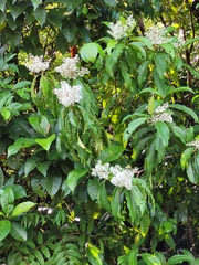 Miconia prasina