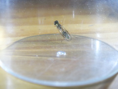 Sarginae