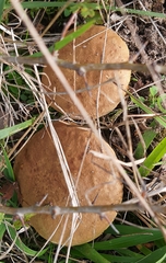 Xerocomus ferrugineus