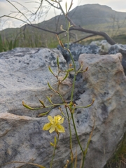 Moraea ramosissima