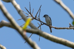 Conirostrum speciosum