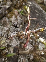 Bulbophyllum purpureofuscum