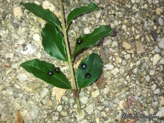 Ligustrum