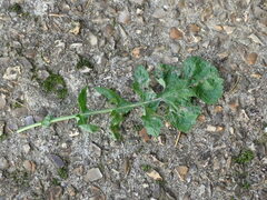 Erysiphe cruciferarum