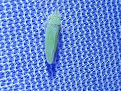 Draeculacephala inscripta