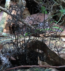 Thamnomyces dendroideus